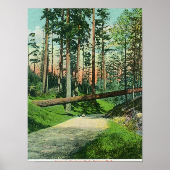Poster Un arbre tombé sur la scène du parc Woodland (Devant)