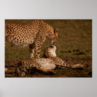 Poster Un baiser de guépard