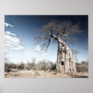 Poster Un baobab dans le parc national de Mana Pools Phot