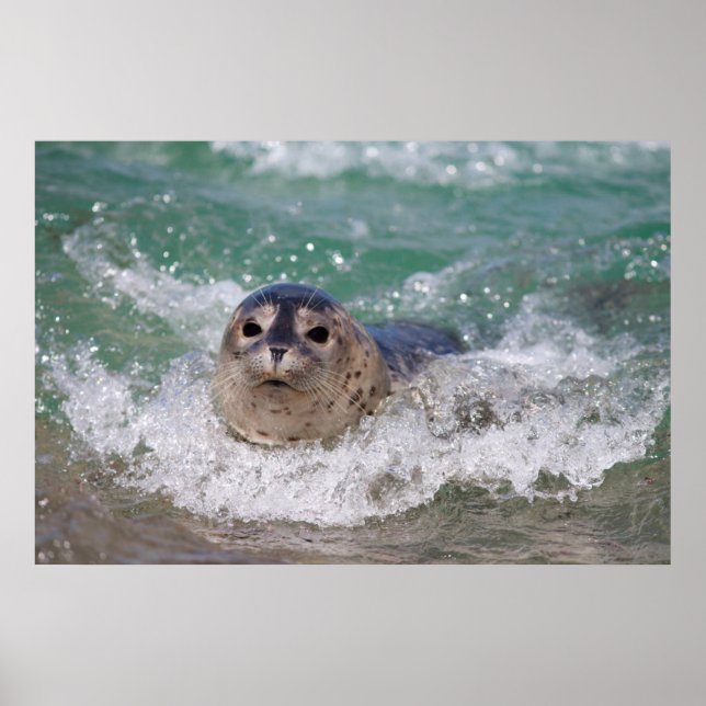 Poster Un bébé phoque surfant (Devant)