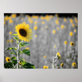 Poster Un champ de tournesols