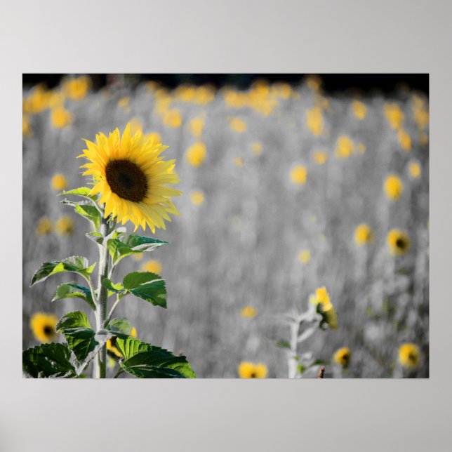 Poster Un champ de tournesols (Devant)