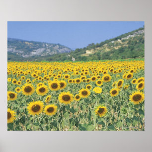 Poster un champ des tournesols