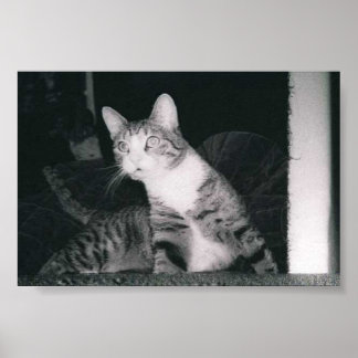 Poster Un chat curieux