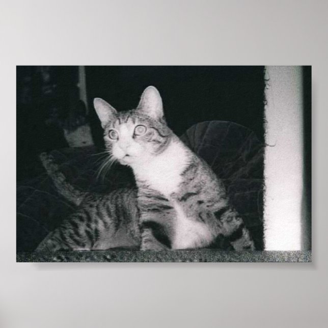 Poster Un chat curieux (Devant)