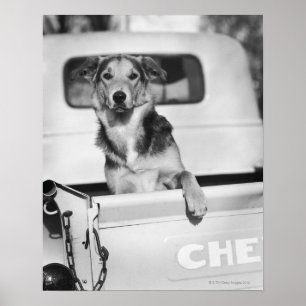 Poster Un chien dans une voiture.