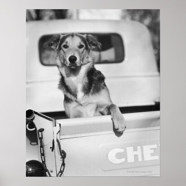 Poster Un chien dans une voiture. (Devant)