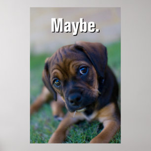 Poster Un Chiot Beagle croisé Carlin (Puggle)