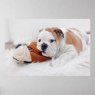 Poster Un Chiot-Chien Anglais Qui Joue Avec Un Chien-Ciel