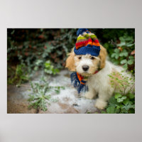 Un Chiot De Cavacon Doux Dans Un Casquette D'Hiver