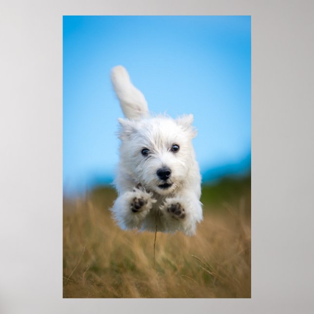 Poster Un Chiot De Terrier De L'Ouest Mignonne Courant (Devant)