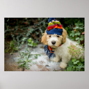 Poster Un chiot doux de Cavachon dans un casquette et une