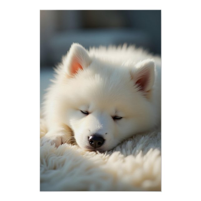 Poster Un chiot Samoyed moelleux dormant paisiblement (Devant)