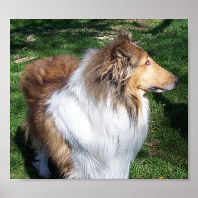 POSTER UN COLLIE (Devant)