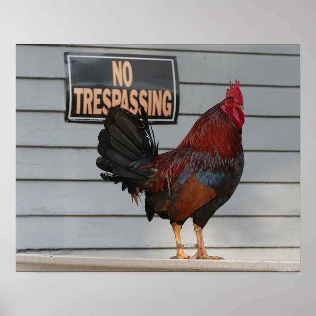 Poster Un coq garde une clé Porche Ouest (Devant)