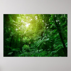 Poster Un couvert d'arbres illuminé dans la jungle tropi
