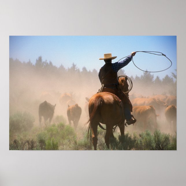 Poster Un cow-boy qui travaille le troupeau sur un bétail (Devant)