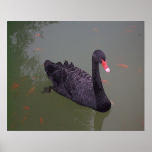 Poster Un cygne noir sur l'eau