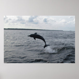 Poster Un dauphin qui saute