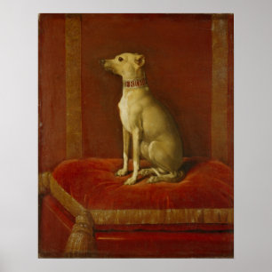 Poster Un des greyhounds italiens de Frederick II