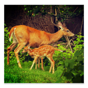 Poster Un doe et son père