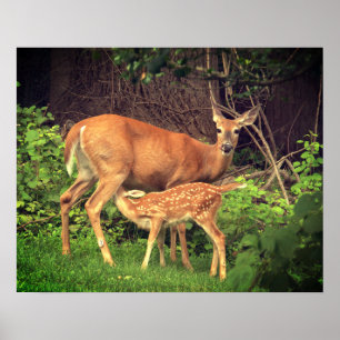Poster Un doe et son père