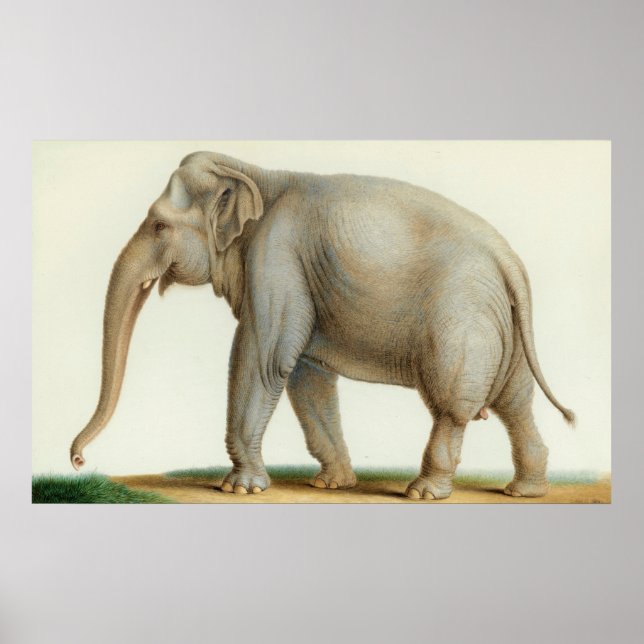 Poster Un éléphant indien par Nicolas Huet The Younger (Devant)