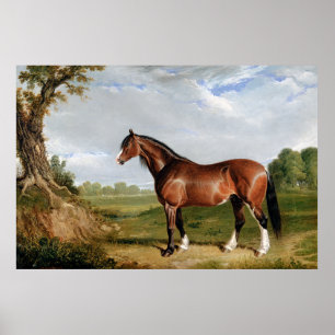 Poster Un étalon Clydesdale
