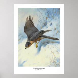 Poster Un faucon-mouche en vol