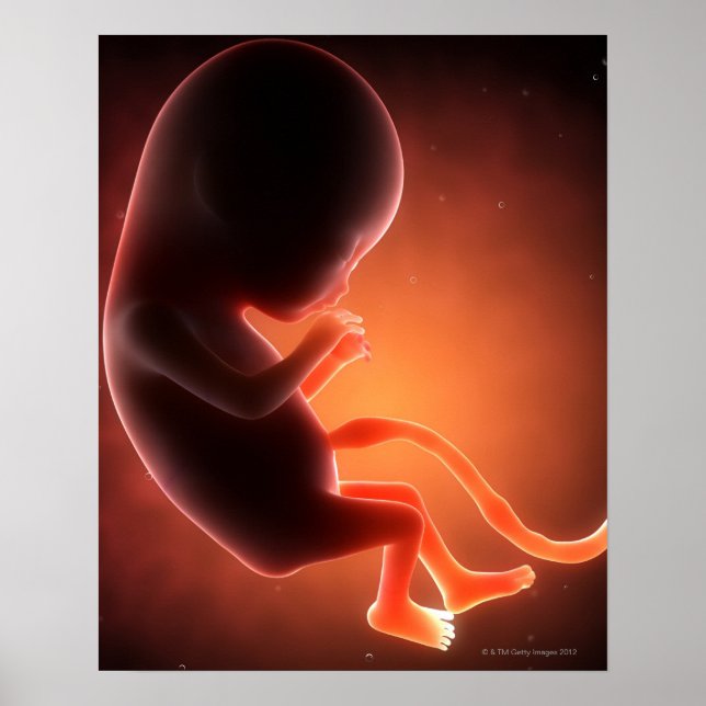 Poster Un foetus âgé de deux mois (Devant)