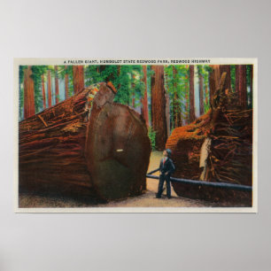 Poster Un géant tombé, parc d'état de Humboldt