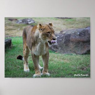 Poster Un goût de la nature sauvage