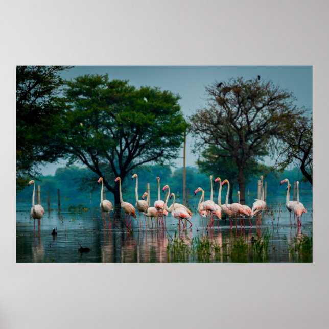 Poster Un grand troupeau de flamants dans l'habitat natur (Devant)