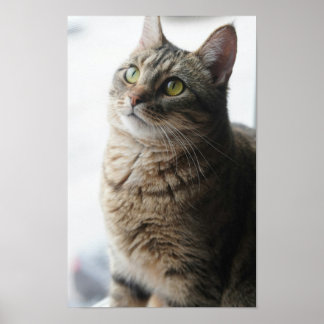 Poster Un Gros Plan D'Un Chat Assis Sur Une Fenêtre