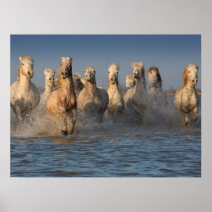 Poster Un Groupe De Chevaux Blancs En Camargue