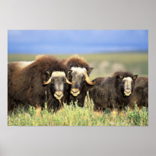 Poster Un groupe de muskoxen passent en revue sur des