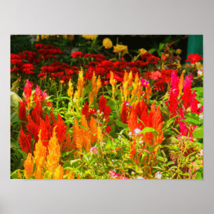 Poster Un groupe de Prince Of Wales Feathers