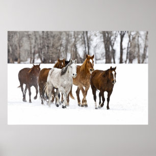 Poster Un hiver pittoresque de chevaux en course sur Le 2
