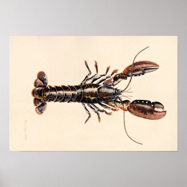 Poster Un homard de Solva (Devant)