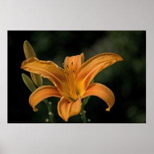 Poster Un jardin enchanteur Imprimer
