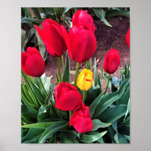 Poster Un Jaune aux tulipes rouges