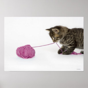 Poster Un jeune chaton tabby en train de jouer