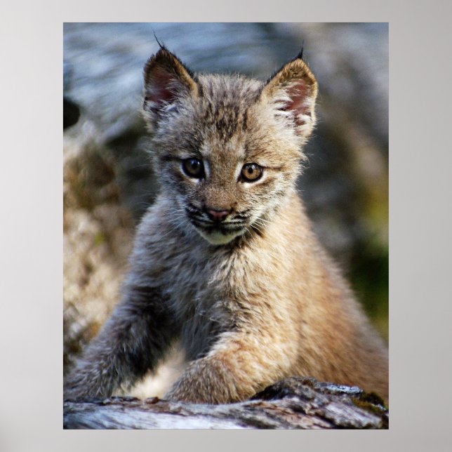 Poster Un Joli Petit Lynx Kitten Canadien (Devant)