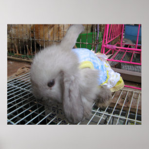 Poster Un lapin en robe かわいい 幸せ
