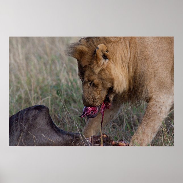 Poster Un Lion Coeur (Devant)