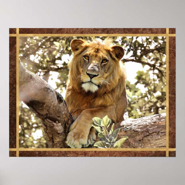 Poster Un lion dans un arbre photo (Devant)