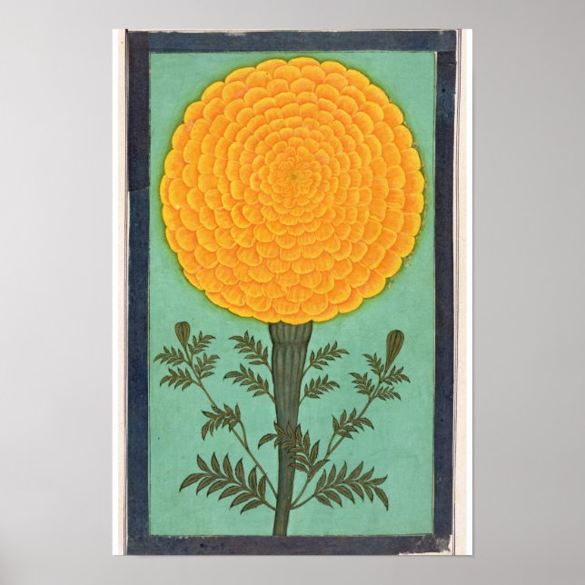 Poster Un Marigold, du Petit Album Clive (Devant)