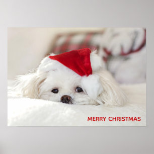 Poster Un mignon chien blanc dans un Casquette de Noël ro