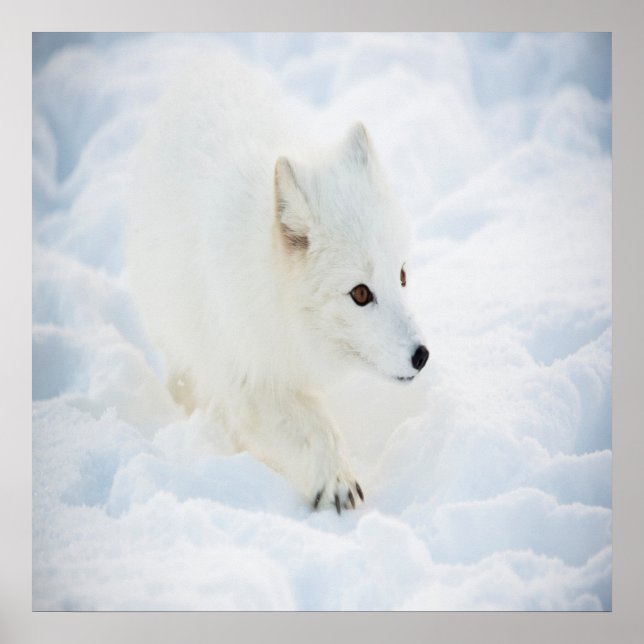 Poster Un mignon petit renard blanc arctique marchant dan (Devant)