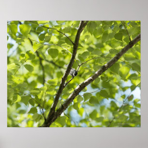 Poster Un oiseau sur le bouleau blanc japonais.(Parus ate
